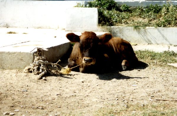 Durres - angebundenes Kalb beim Fleischer