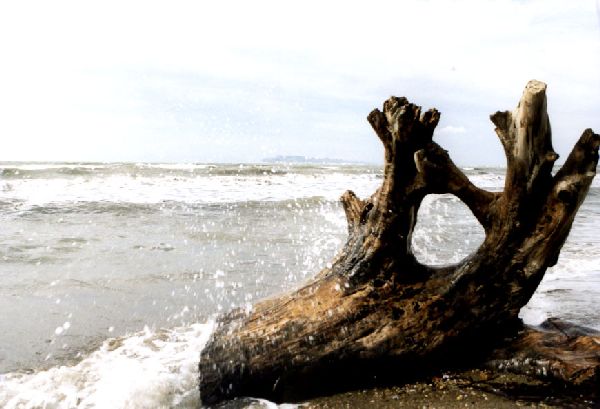 Nahe Durres - Strand mit Wurzel