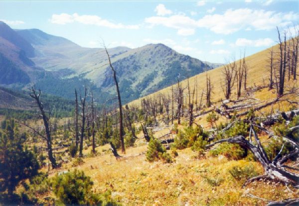 Waldbrandreste am Rand der Baumgrenze