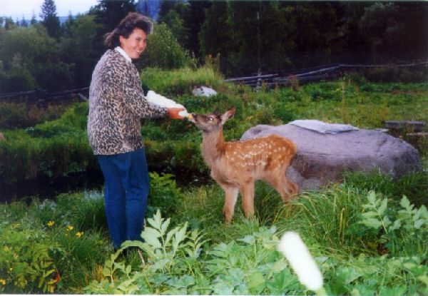 Maralhirsch Findelkind