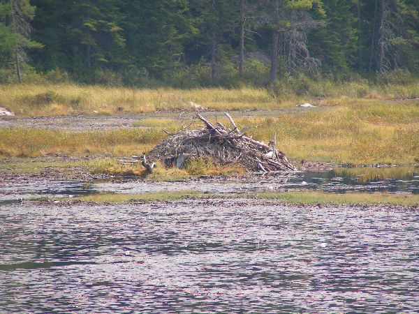 Algonquin Provencial Park - Bieberburg