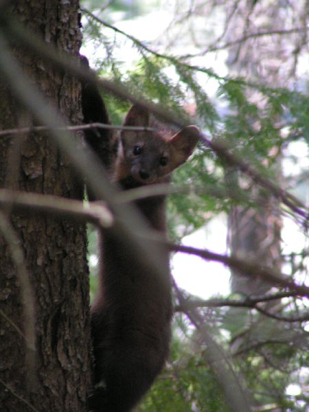 Algonquin Provencial Park - Baummarder?