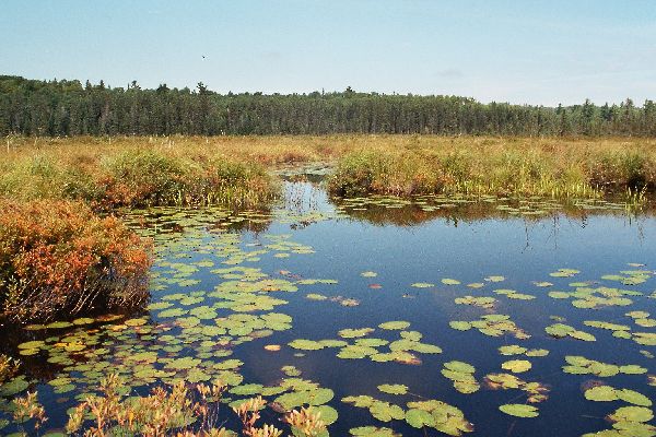 Algonquin Provencial Park - Natur pur