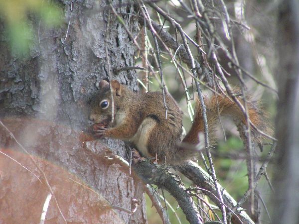 Algonquin Provencial Park - Eichhoernchen