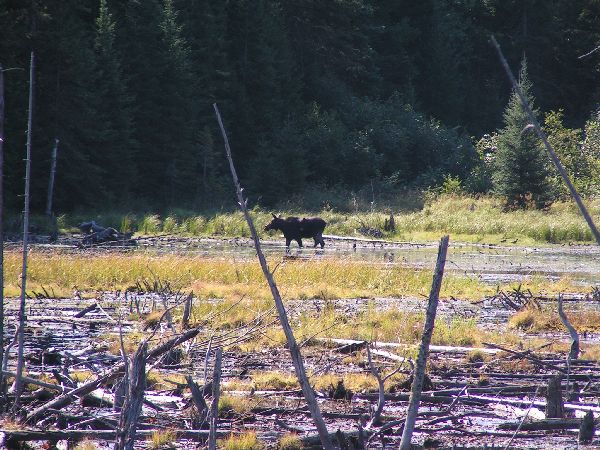 Algonquin Provencial Park - Endlich der erste Elch