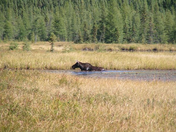 Algonquin Provencial Park - Und gleich noch der Zweite